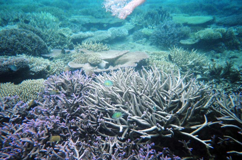 coral and a hand