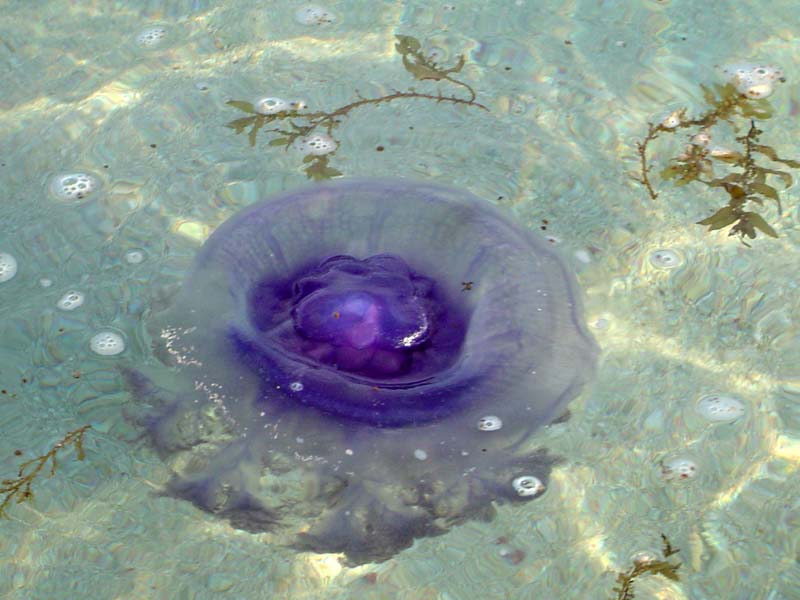 jellyfish2