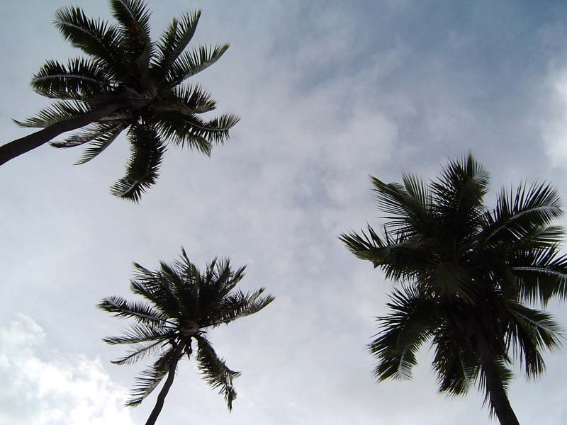 palm trees